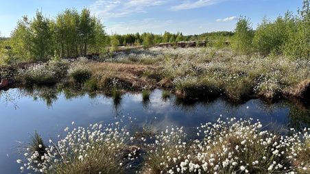 Wollgras im Moor bei Sonnenschein und leichter Bewölkung mit Spiegelung von Wolken im stillen Gewässer.