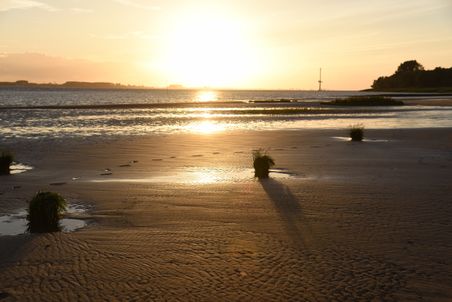 Sonnenuntergang am Strand von Kollmar an der Elbe. Der Himmel ist golden gefärbt, und Grasbüschel werfen lange Schatten auf den Sand.