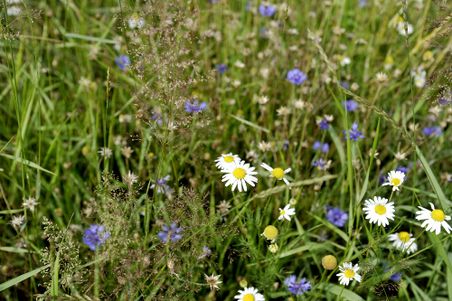 Blühende Wiese mit Gänseblümchen und Kornblumen in sattem Grün. Die Blumen verleihen der Szene eine lebendige und natürliche Atmosphäre.