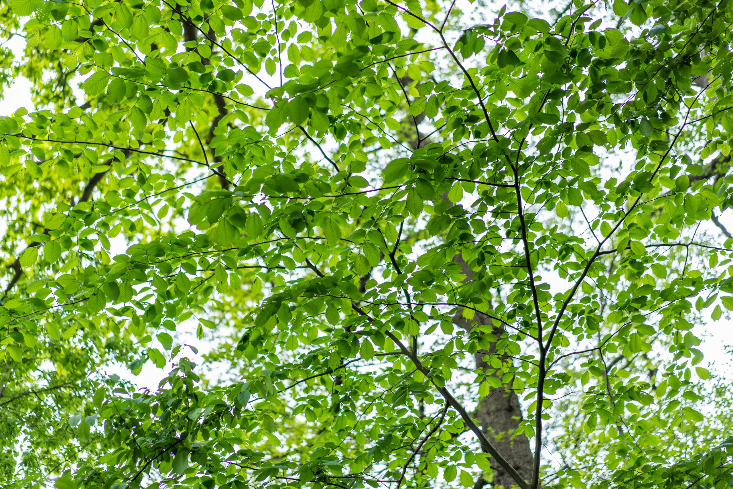 Blick in die Baumkronen