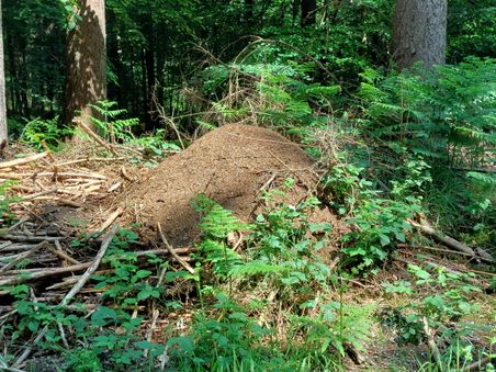 Ein Ameisenhaufen im Wald, umgeben von grünen Pflanzen und Bäumen. Sonnenlicht fällt auf den Haufen und die Umgebung.