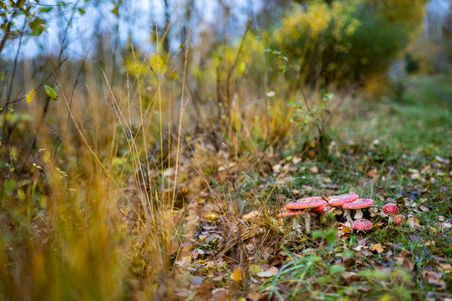 Fliegenpilze im Moor, umgeben von herbstlichem Gras und Laub. Die roten Hüte der Pilze heben sich lebhaft vom grünen und braunen Hintergrund ab.