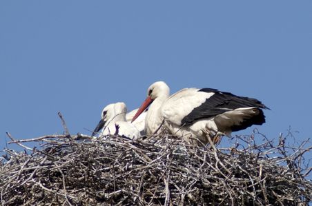Zwei Störche ruhen in einem großen Nest aus Zweigen unter klarem, blauem Himmel.