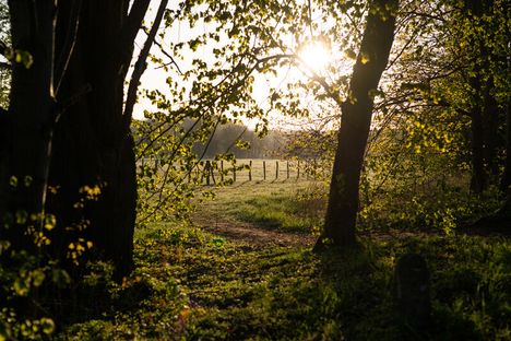Weg zwischen Bäumen hindurch und die Abendsonne im Hintergrund. 