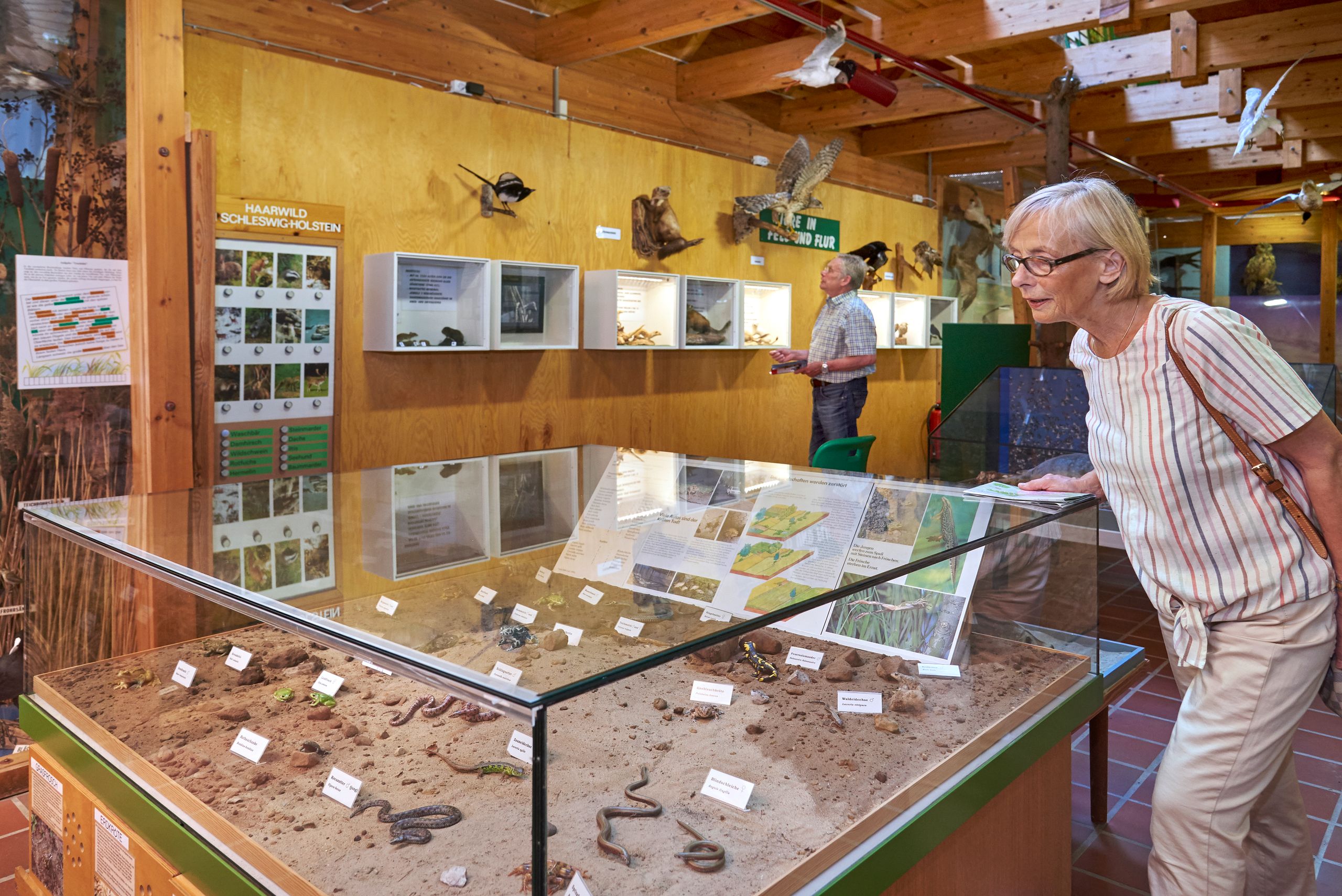 Im Waldmuseum Burg betrachten zwei Besucher eine naturkundliche Ausstellung mit Tierpräparaten und Sandmodell.