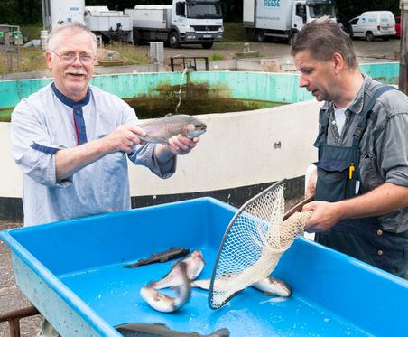 Zwei Männer sortieren Forellen an einem Fischbecken bei Reese. Im Hintergrund stehen Lieferwagen.