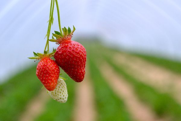 Erdbeeren am Erdbeerhof Kaack: Zwei reife und eine unreife Frucht hängen vor unscharfem Feld.