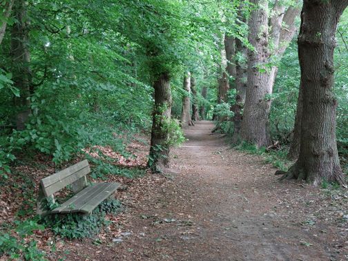 Ein schmaler Waldweg führt durch einen grünen Wald. Links steht eine Holzbank, rechts säumen große Bäume den Weg.