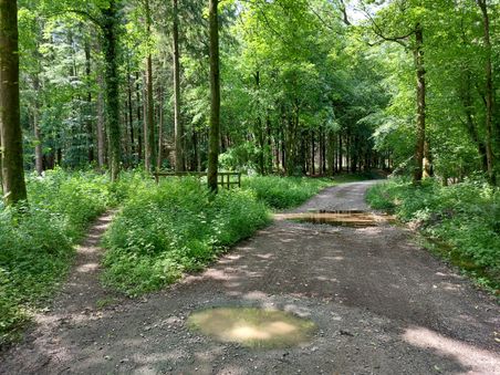 Ein Waldweg mit einer Pfütze teilt sich in zwei Richtungen. Üppiges Grün umgibt den Weg im dichten Wald.