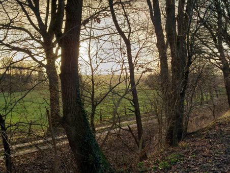 Bäume im Vordergrund mit Sonnenuntergang im Hintergrund, der eine grüne Wiese beleuchtet. Ein ruhiger, natürlicher Pfad führt durch die Landschaft.