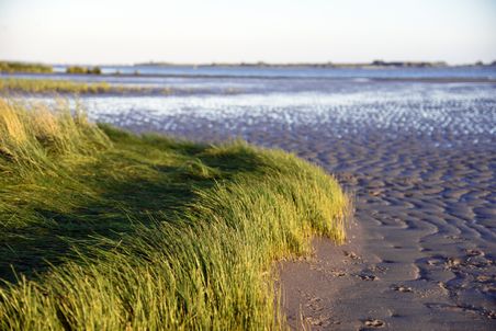 Grasbewachsene Uferkante an der Elbe in Kollmar mit flachem Wasser und Sandbänken im Abendlicht.