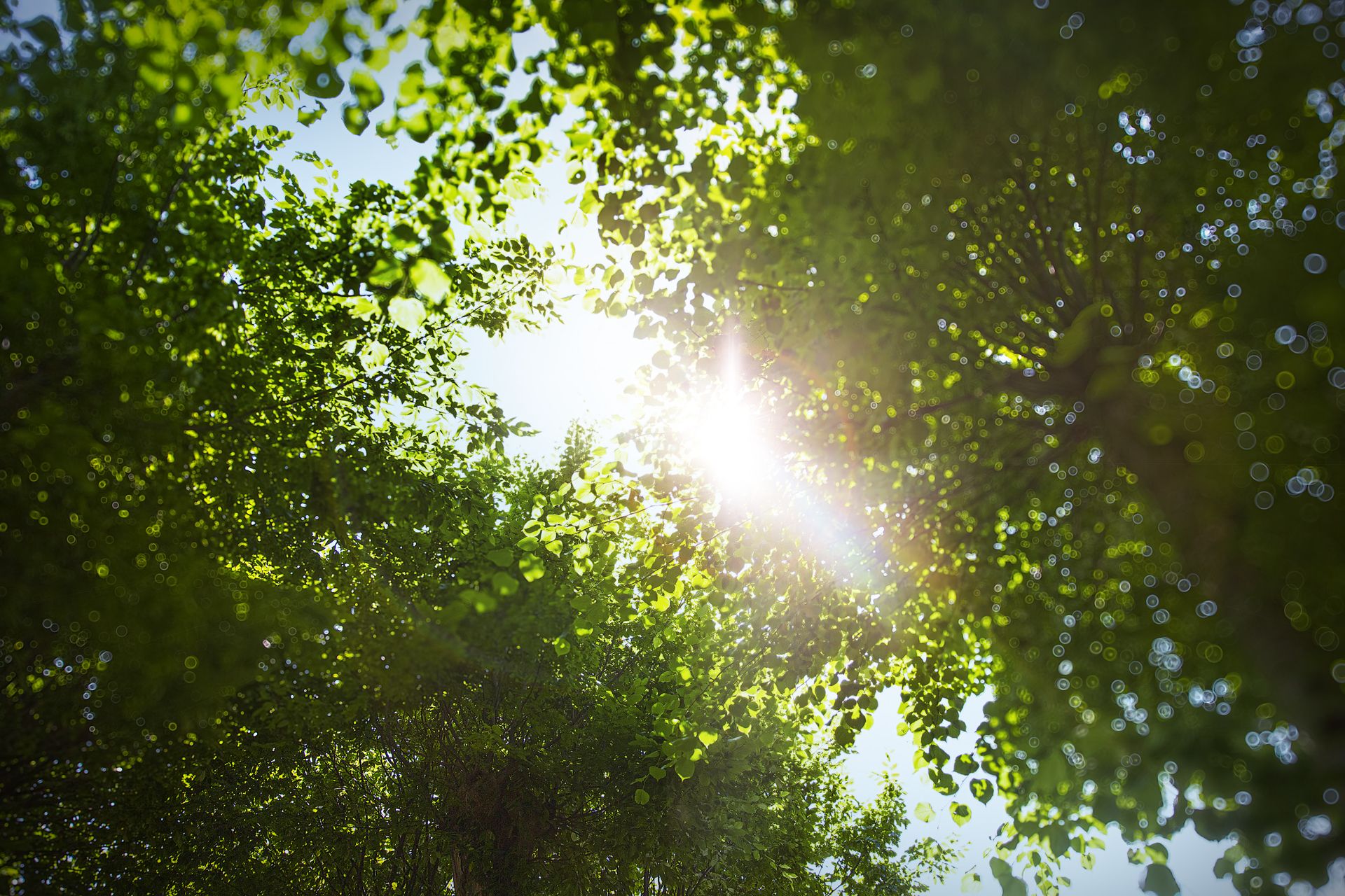 Sonnenstrahlen brechen durch das dichte Blätterdach einer Allee und erzeugen ein magisches Lichtspiel.