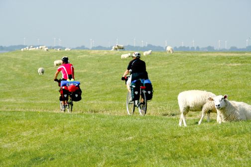 Zwei Radfahrer unterwegs auf einer grünen Wiese mit Schafen, im Hintergrund Windräder.