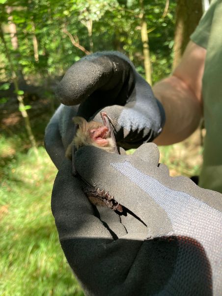 Eine kleine Fledermaus wird im Wald von einer Person mit schwarzen Handschuhen vorsichtig gehalten.