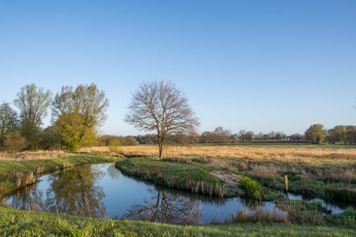Die Wedeler Au mit ruhigem Wasser, Wiesen und Bäumen im Abendlicht.