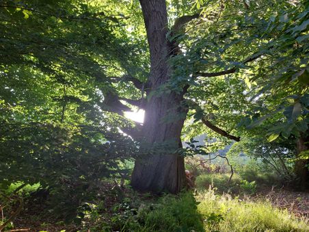 Ein großer Baum im Wald, durch dessen Blätter die Sonne scheint und den Boden mit Licht und Schatten bedeckt.