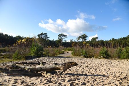 Sandige Fläche mit Kiefern und Büschen unter blauem Himmel in den Holmer Sandbergen.
