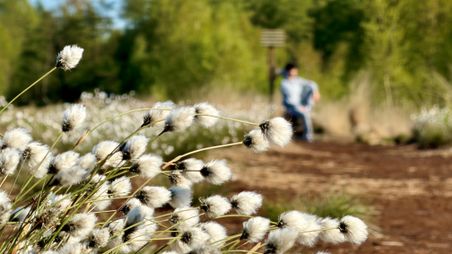 Blühendes Wollgras im Himmelmoor, im Vordergrund scharf, während im Hintergrund eine Person unscharf auf einer Bank sitzt.