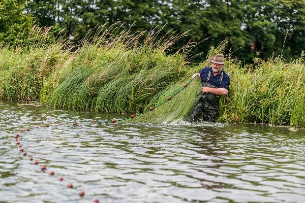 Mann zieht bei der Fischzucht Reese ein Netz aus dem Teich am Schilfufer.