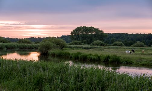 Sonnenuntergang über einer idyllischen Landschaft mit einem Fluss, Bäumen und Kühen auf einer grünen Wiese. Der Himmel ist in rosa und lila Tönen gefärbt.