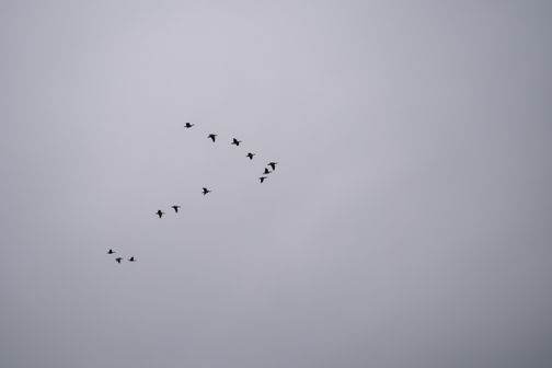 Vogelschar am grauen Himmel.