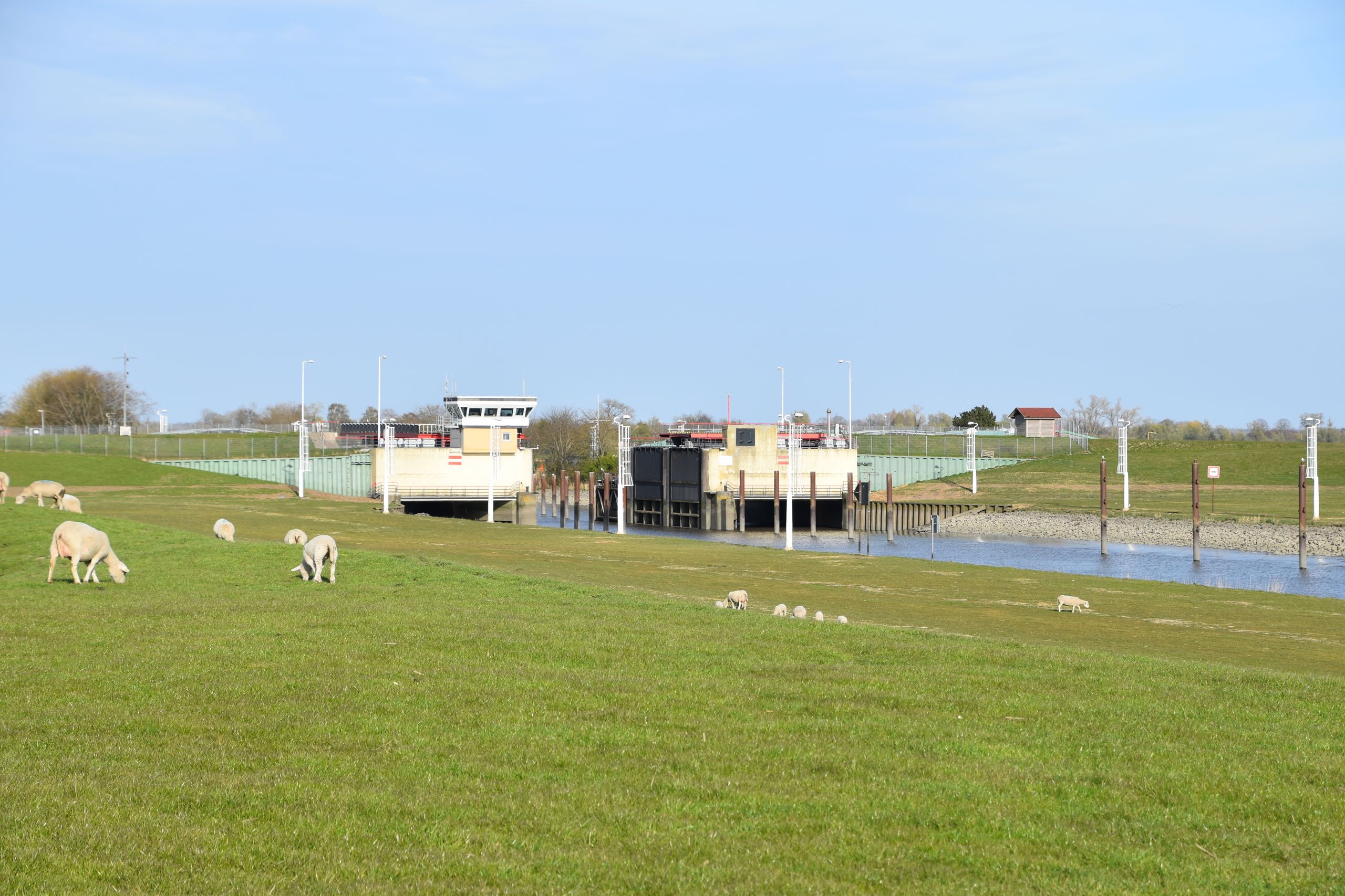 Krückausperrwerk an einem Deich, davor grasende Schafe auf der Wiese unter klarem Himmel.