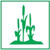 Grünes Symbol zeigt Schilfrohrpflanzen auf weißem Hintergrund, umgeben von einem grünen Rahmen.