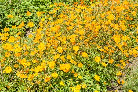Ein üppiges Blumenbeet mit leuchtend gelben Blüten auf einer Wiese. Die Blumen stehen dicht beieinander und strahlen in der Sonne.