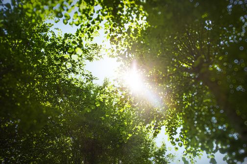 Sonnenstrahlen brechen durch das dichte Blätterdach einer Allee und erzeugen ein magisches Lichtspiel.