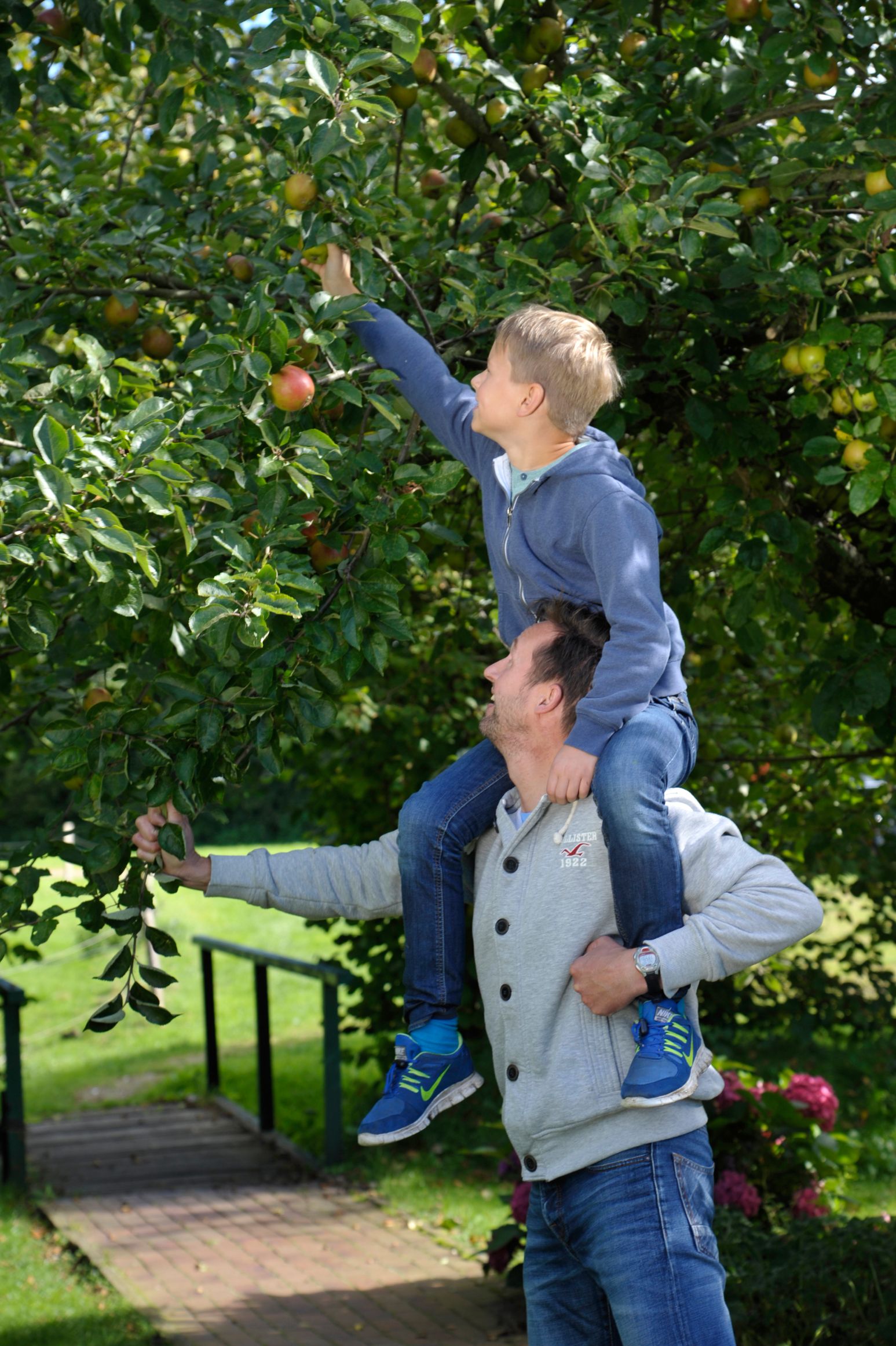Vater und Sohn pflücken Äpfel von einem Baum.