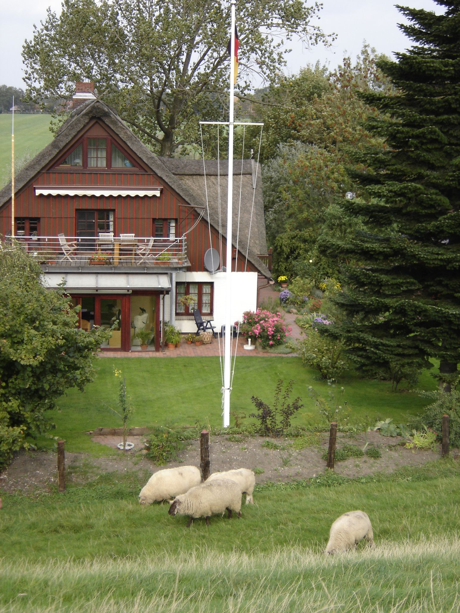 Ein rotes Reetdachhaus mit Terrasse, umgeben von einem Garten. Im Vordergrund grasen Schafe auf einer grünen Wiese.