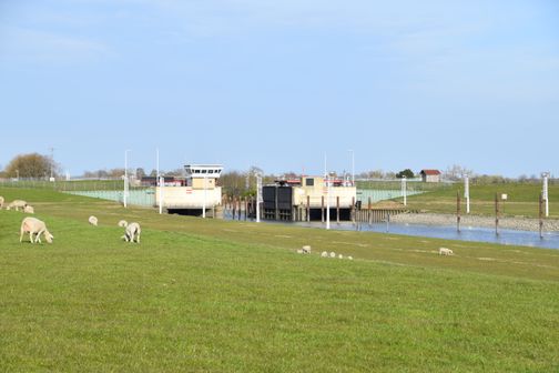 Krückausperrwerk an einem Deich, davor grasende Schafe auf der Wiese unter klarem Himmel.