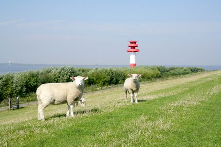 Zwei Schafe grasen auf einem Deich an der Elbe, im Hintergrund steht ein rot-weißer Leuchtturm.