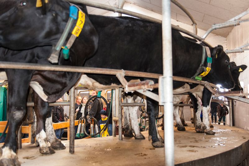 Schwarze Holstein-Kühe im Melkstand, Besucher schauen im Stall zu.