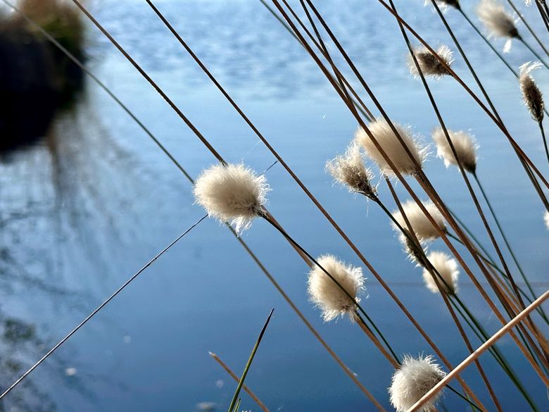Wollgras im Vordergrund vor einem ruhigen, blauen See im Himmelmoor. Die flauschigen Blüten stehen im Kontrast zum klaren Wasser.