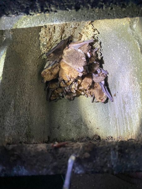 Fledermäuse hängen dicht gedrängt in einer dunklen Betonnische.