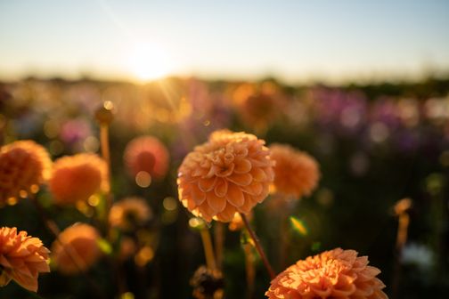 Orangefarbene Blumen in einer Wiese, beleuchtet von der untergehenden Sonne, die einen warmen, goldenen Schimmer erzeugt.