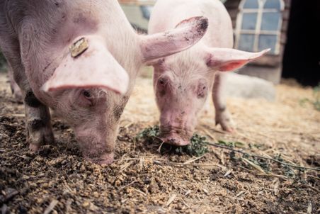 Zwei Schweine schnüffeln neugierig im Stroh auf einem Bauernhof. Im Hintergrund ist ein Holzstall zu sehen.