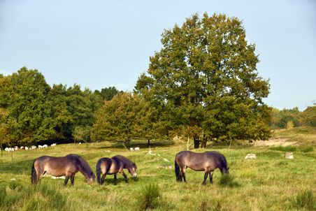 Pferde grasen in der Holsteinischen Nordoer Heide auf einer Wiese mit großen Bäumen und Ziegen im Hintergrund.