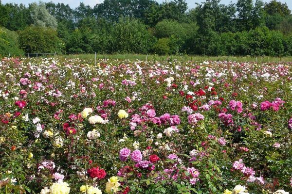 Rosenfeld blühend: Ein weites Feld voller Rosen in Rosa, Rot, Weiß und Gelb vor dichtem Grün.