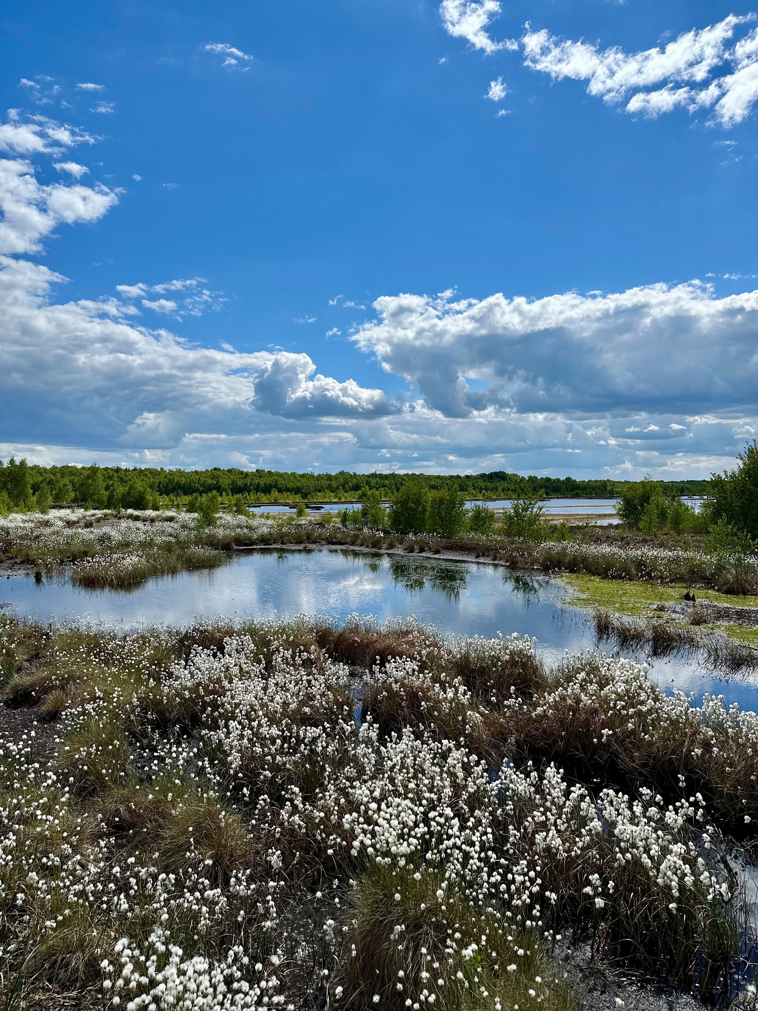 Moorlandschaft im Himmelmoor mit blühendem Wollgras und Wasserflächen unter einem blauen Himmel mit Wolken.