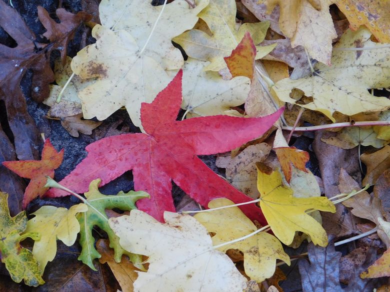 Bunte Herbstblätter liegen auf dunklem Boden; ein rotes Ahornblatt fällt in der Mitte auf.
