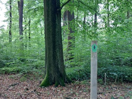 Ein Waldweg im Schierenwald mit einem Schild, das auf ein Naturwaldgebiet hinweist. Dichte Bäume und grünes Laub umgeben den Pfad.