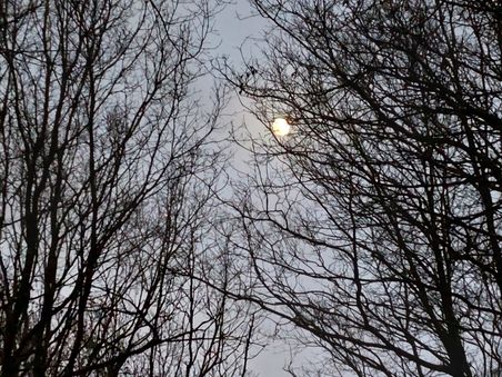 Der Mond leuchtet durch die kahlen Äste von Bäumen, die sich vor einem Abendhimmel abzeichnen.