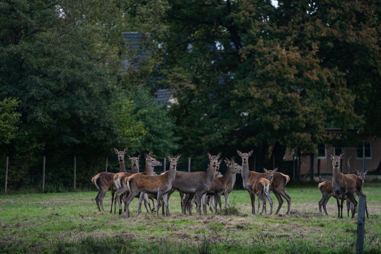 Eine Gruppe Damwild steht auf einer Wiese am Waldrand vor dichtem Grün und einem teilweise sichtbaren Gebäude.