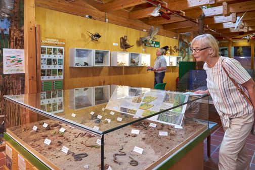 Im Waldmuseum Burg betrachten zwei Besucher eine naturkundliche Ausstellung mit Tierpräparaten und Sandmodell.