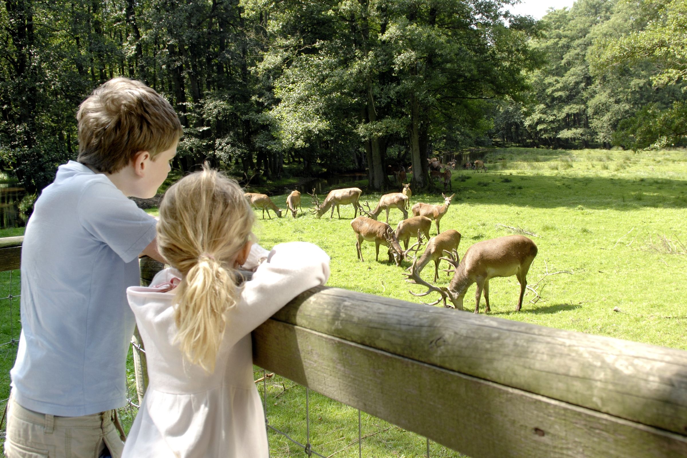 Zwei Kinder schauen im Wildpark Eekholt auf Hirsche, die auf einer sonnigen Waldlichtung grasen.