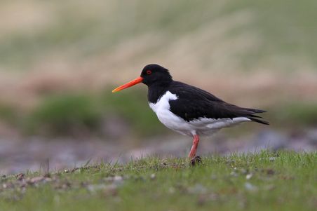 Austernfischer auf grasigem Ufer mit schwarzem Gefieder, weißem Bauch und orangefarbenem Schnabel.