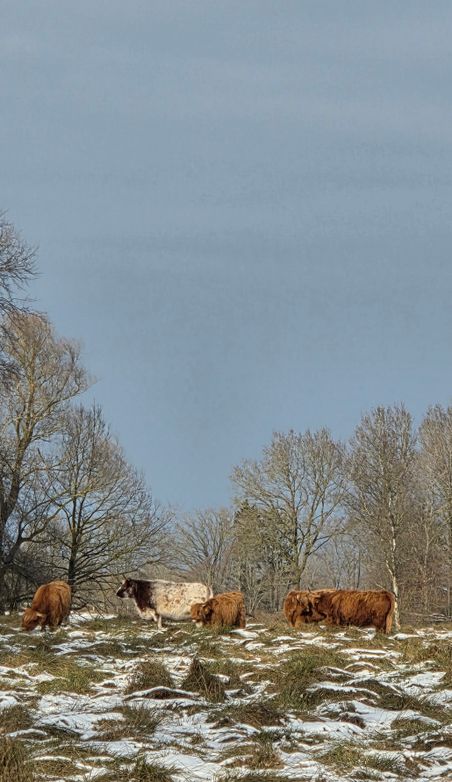 Hochlandrinder grasen auf einer verschneiten Wiese in winterlicher Landschaft.
