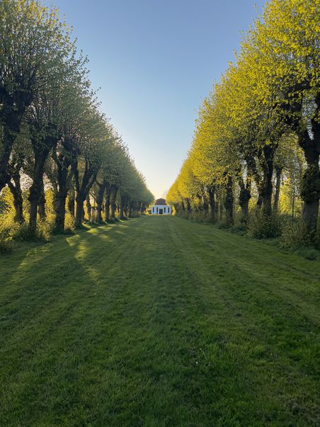 Eine von Bäumen gesäumte Allee in Seestermühe führt zu einem weißen Gebäude. Die Bäume sind dicht und grün, der Himmel ist klar und blau.
